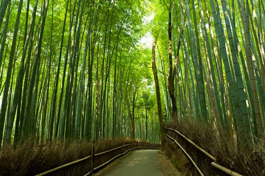 Cortometraggio “Bambù”